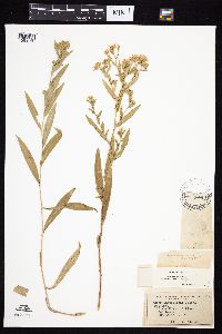 Symphyotrichum praealtum image