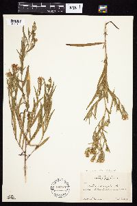 Symphyotrichum praealtum image