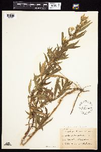 Symphyotrichum praealtum image