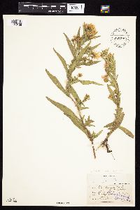 Symphyotrichum praealtum image