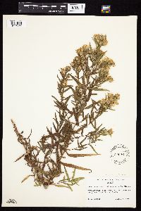 Symphyotrichum praealtum image