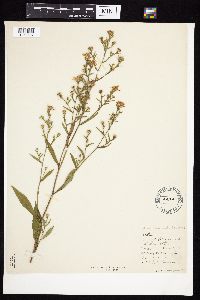 Symphyotrichum praealtum image