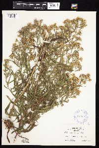 Symphyotrichum praealtum image