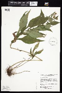 Symphyotrichum prenanthoides image
