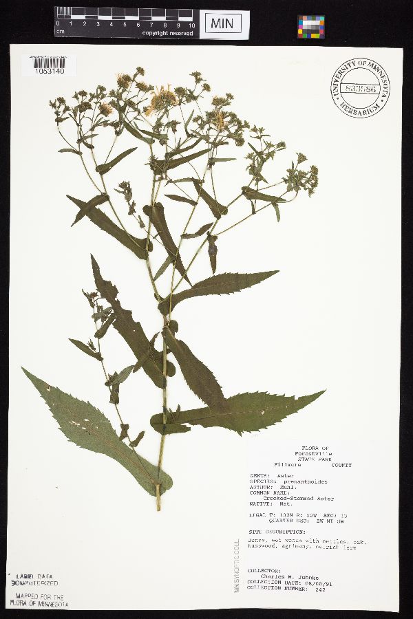 Symphyotrichum prenanthoides image
