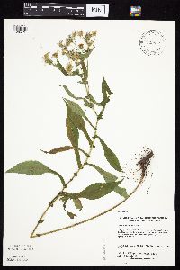 Symphyotrichum prenanthoides image