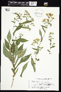 Symphyotrichum prenanthoides image