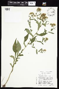 Symphyotrichum prenanthoides image