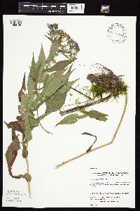 Symphyotrichum prenanthoides image