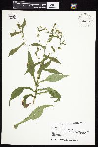 Symphyotrichum prenanthoides image