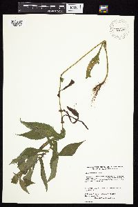 Symphyotrichum prenanthoides image