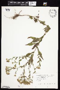 Symphyotrichum prenanthoides image