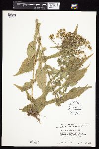 Symphyotrichum prenanthoides image