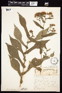 Symphyotrichum prenanthoides image