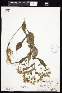 Symphyotrichum prenanthoides image