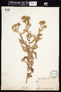 Symphyotrichum prenanthoides image