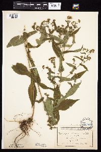 Symphyotrichum prenanthoides image