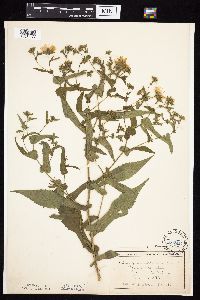 Symphyotrichum prenanthoides image