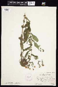 Symphyotrichum prenanthoides image