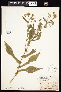 Symphyotrichum prenanthoides image