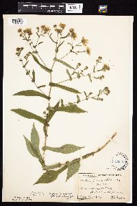 Symphyotrichum prenanthoides image