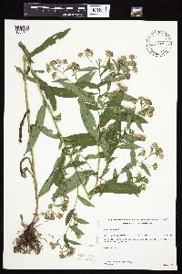 Symphyotrichum puniceum var. puniceum image