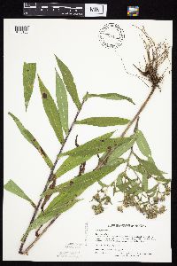 Symphyotrichum puniceum var. puniceum image