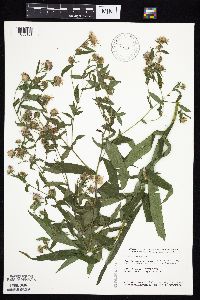 Symphyotrichum puniceum var. puniceum image