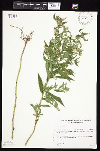 Symphyotrichum puniceum var. puniceum image