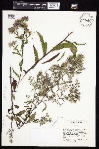 Symphyotrichum puniceum var. puniceum image