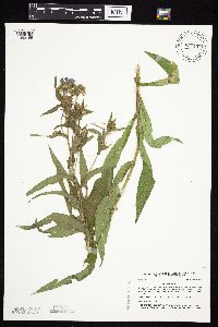 Symphyotrichum puniceum var. puniceum image