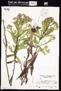 Symphyotrichum puniceum image