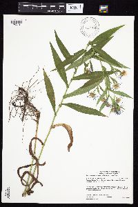 Symphyotrichum puniceum var. puniceum image