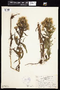 thumbnail image of current specimen