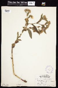 Image Associated With the Occurrence