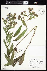 Symphyotrichum puniceum var. puniceum image