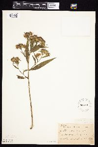 Image Associated With the Occurrence