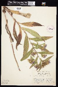 Image Associated With the Occurrence