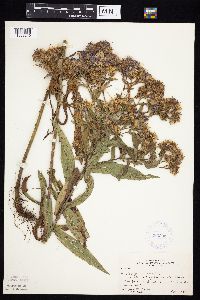 Thumbnail image of current specimen