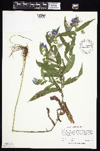 Image Associated With the Occurrence