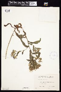 Image Associated With the Occurrence