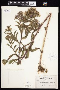 Image Associated With the Occurrence