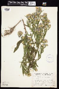 Image Associated With the Occurrence