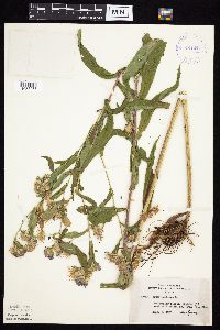 Image Associated With the Occurrence