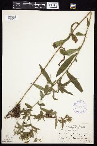 Image Associated With the Occurrence