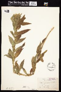 Image Associated With the Occurrence