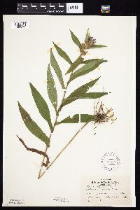 Image Associated With the Occurrence