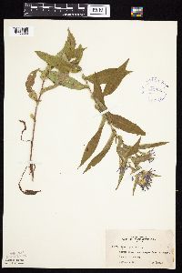 Image Associated With the Occurrence