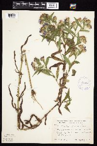 Image Associated With the Occurrence