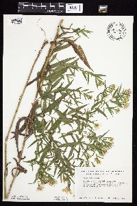 thumbnail image of current specimen